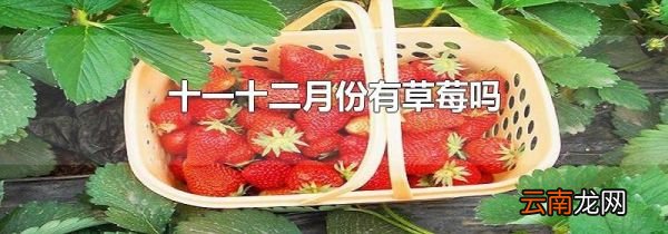 十一十二月份有草莓吗