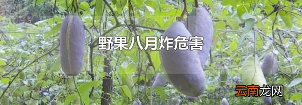 野果八月炸危害