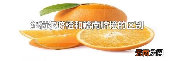 纽荷尔脐橙和赣南脐橙的区别