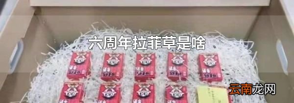 六周年拉菲草是啥