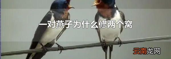 一对燕子为什么修两个窝