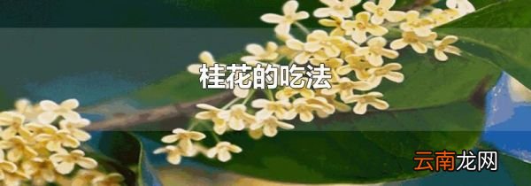 桂花的吃法