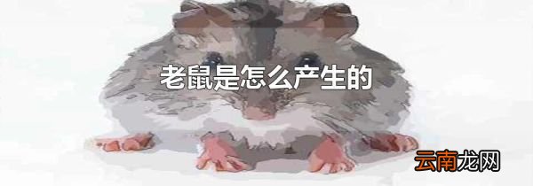 老鼠是怎么产生的
