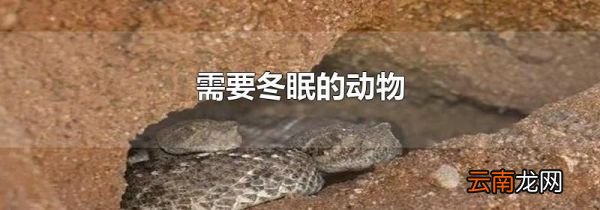 需要冬眠的动物