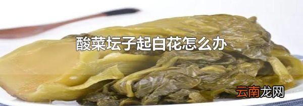 酸菜坛子起白花怎么办
