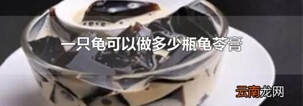 一只龟可以做多少瓶龟苓膏