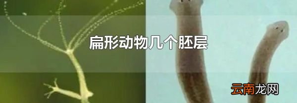 扁形动物几个胚层