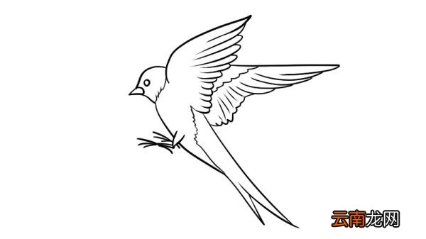 燕子简笔画 燕子的画法