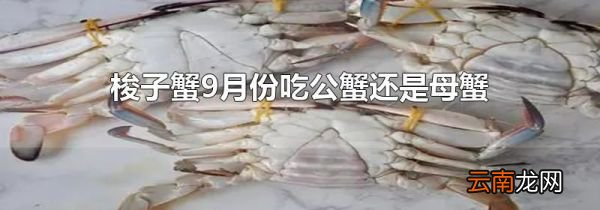 梭子蟹9月份吃公蟹还是母蟹