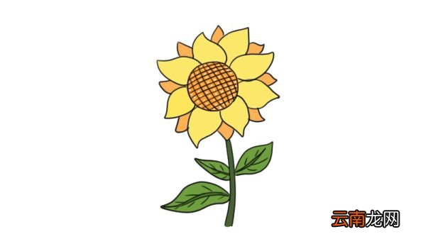 向日葵简笔画 向日葵的画法