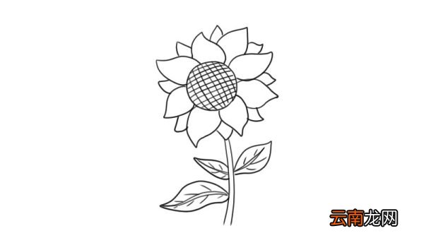向日葵简笔画 向日葵的画法