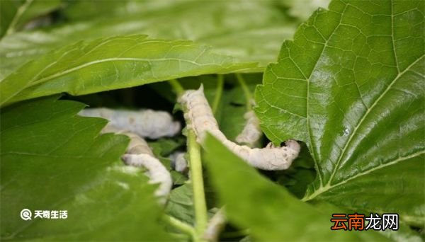 蚕变成蛾子后怎么分公母 蚕变成蛾子后怎么分辨公母