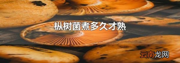 枞树菌煮多久才熟