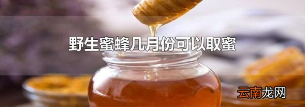 野生蜜蜂几月份可以取蜜