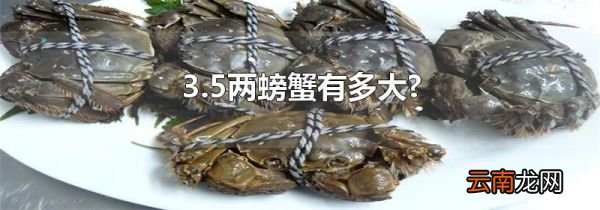 3.5两螃蟹有多大?