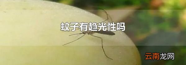 蚊子有趋光性吗