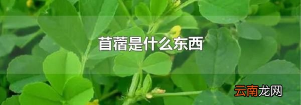 苜蓿是什么东西