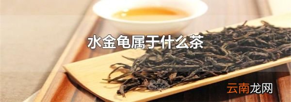 水金龟属于什么茶