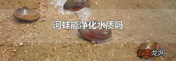 河蚌能净化水质吗