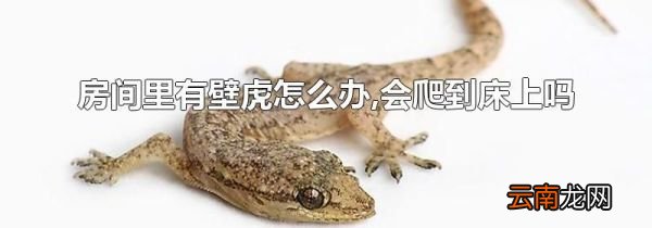 房间里有壁虎怎么办,会爬到床上吗