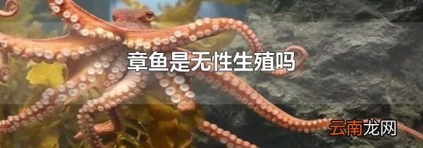 章鱼是无性生殖吗