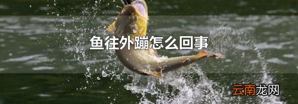 鱼往外蹦怎么回事