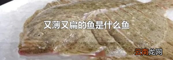 又薄又扁的鱼是什么鱼
