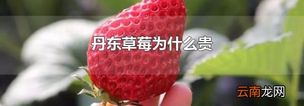 丹东草莓为什么贵