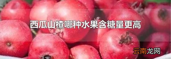 西瓜山楂哪种水果含糖量更高