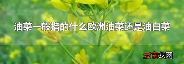 油菜一般指的什么欧洲油菜还是油白菜
