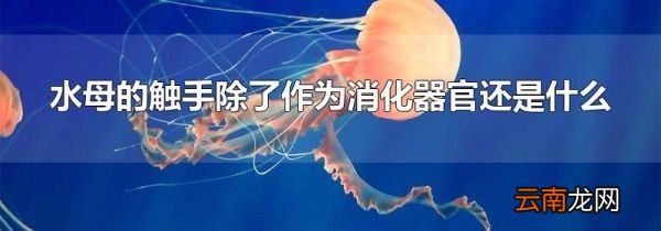 水母的触手除了作为消化器官还是什么