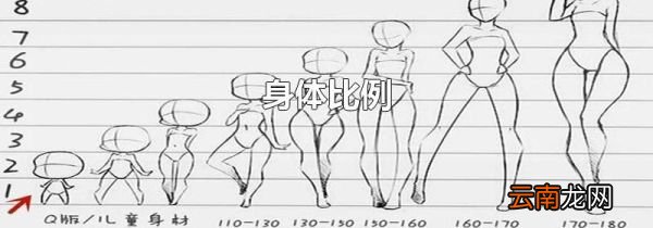身体比例