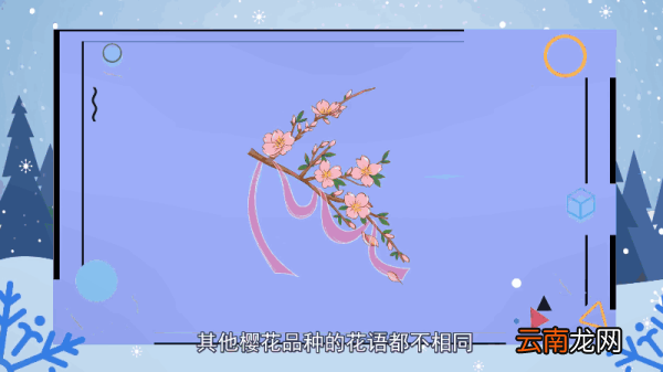 樱花的花语 樱花的花语是什么
