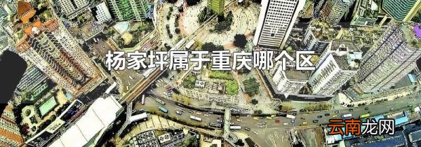 杨家坪属于重庆哪个区