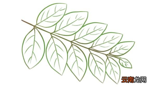 槐树叶怎么画 槐树叶怎么画步骤