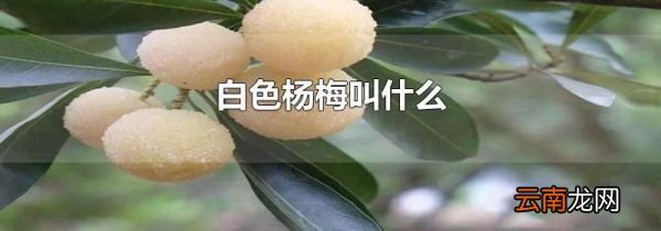 白色杨梅叫什么