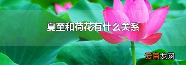 夏至和荷花有什么关系