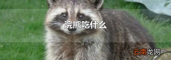 浣熊吃什么