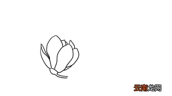 玉兰花简笔画大全 玉兰花简笔画大全画法