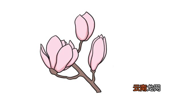 玉兰花简笔画大全 玉兰花简笔画大全画法