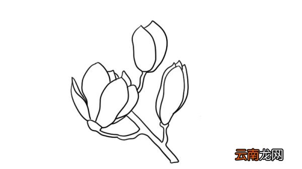 玉兰花简笔画大全 玉兰花简笔画大全画法