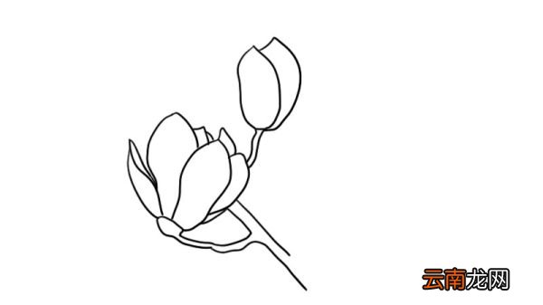 玉兰花简笔画大全 玉兰花简笔画大全画法