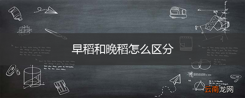 早稻和晚稻怎么区分