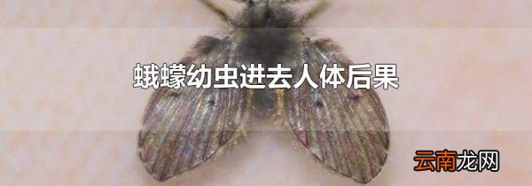 蛾蠓幼虫进去人体后果