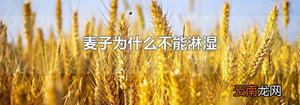 麦子为什么不能淋湿