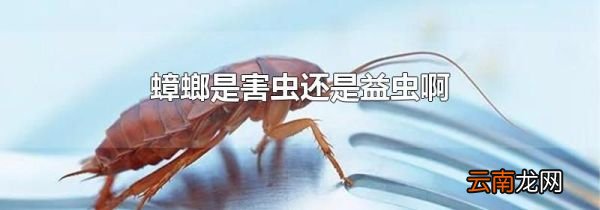 蟑螂是害虫还是益虫啊