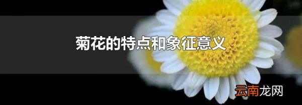 菊花的特点和象征意义
