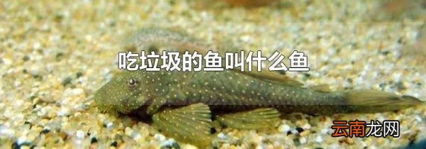 吃垃圾的鱼叫什么鱼