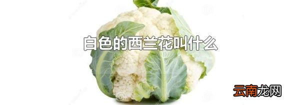 白色的西兰花叫什么