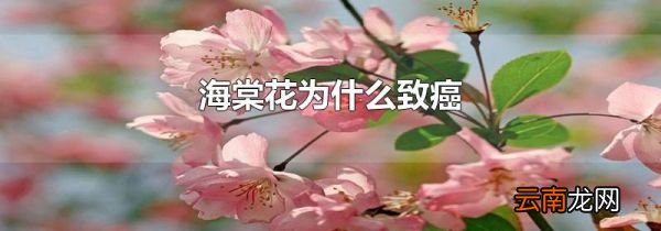 海棠花为什么致癌